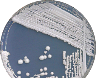 candida albicans